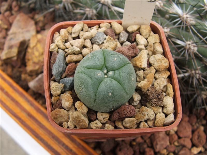 Lophophora fricii 