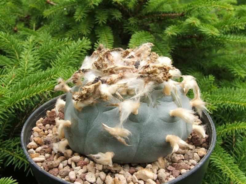 Lophophora williamsii v. pentagona 