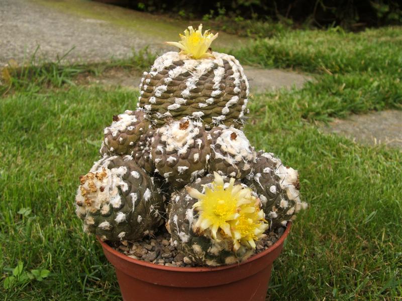 Copiapoa hypogaea v. barquitensis 