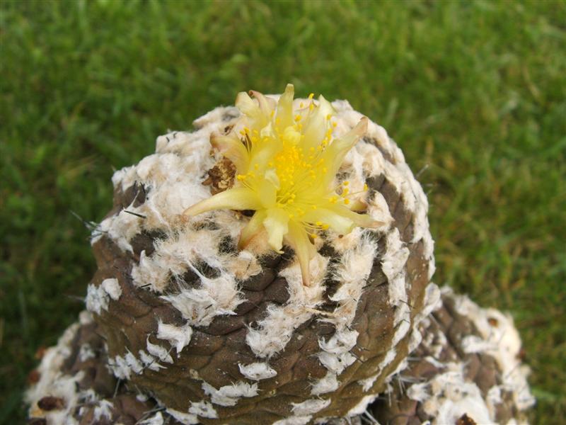 Copiapoa hypogaea v. barquitensis 