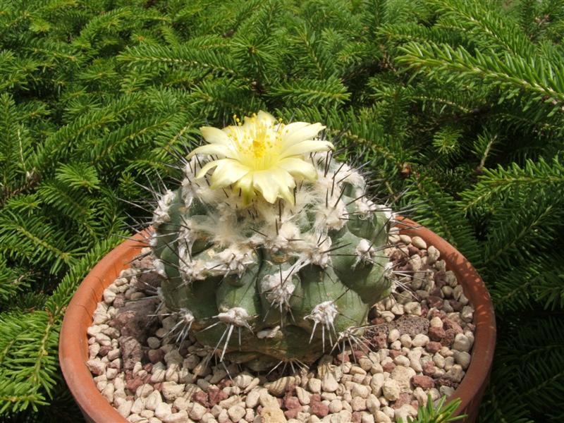 Copiapoa esmeraldana 