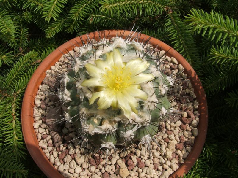 Copiapoa esmeraldana 