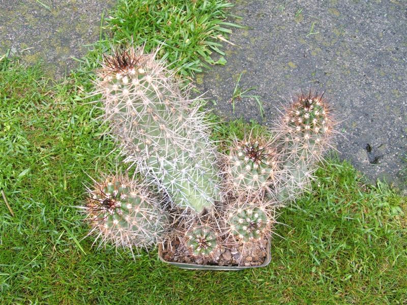 Copiapoa coquimbana 