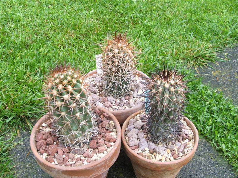 Copiapoa coquimbana 