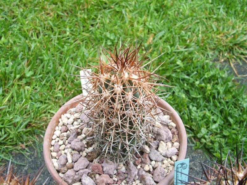 Copiapoa pseudocoquimbana 