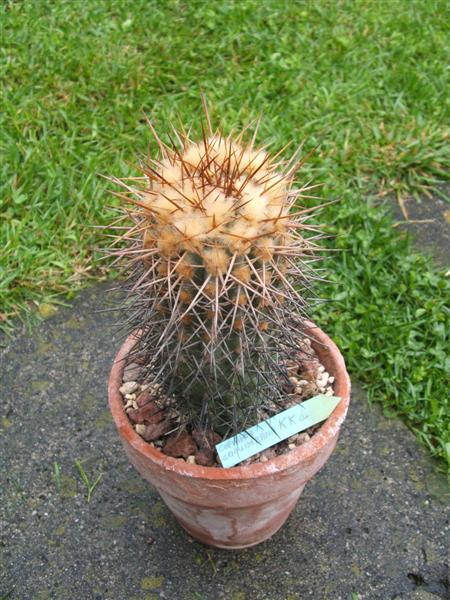 Copiapoa coquimbana KK1