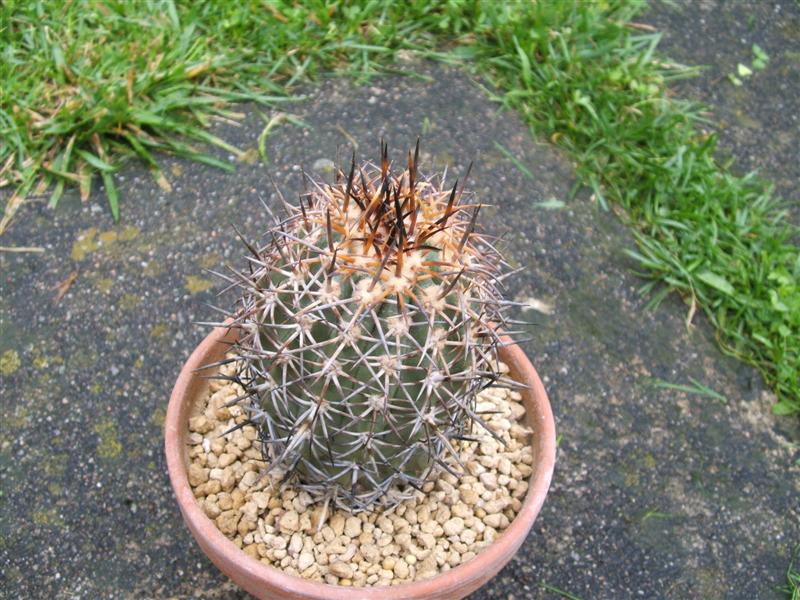 Copiapoa coquimbana 