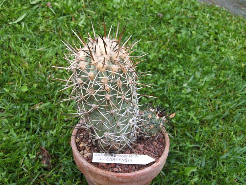 Copiapoa coquimbana 