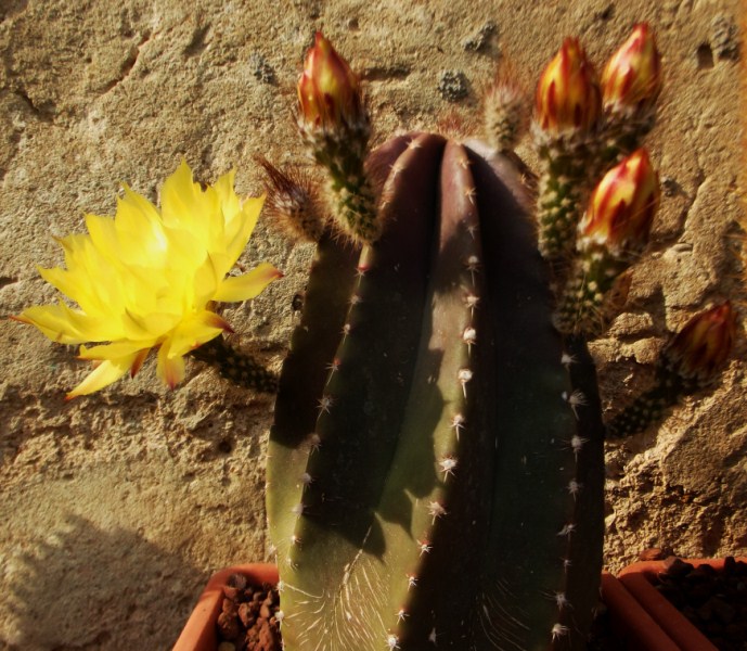 Echinocereus  subinermis 