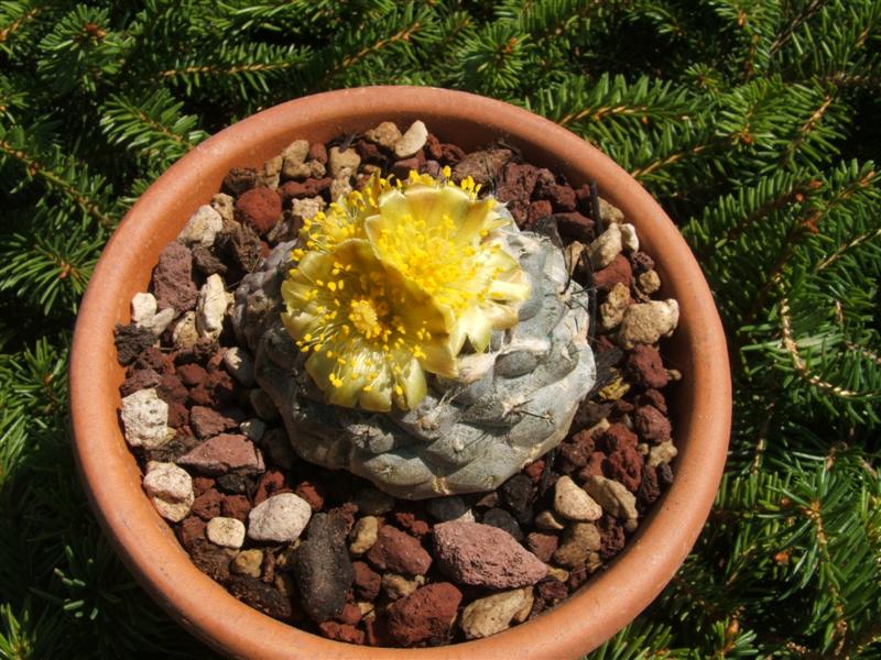Copiapoa hypogaea v. barquitensis 