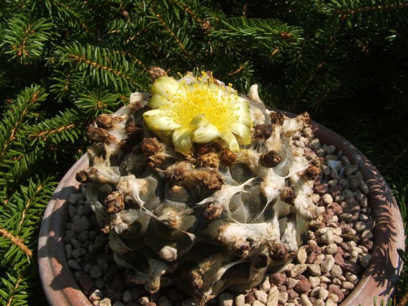 Copiapoa hypogaea v. barquitensis 