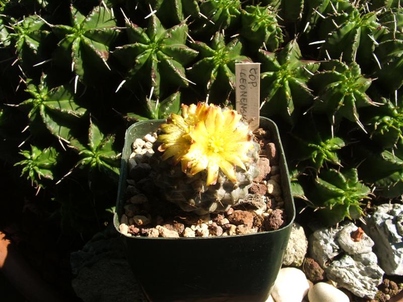Copiapoa leonensis 
