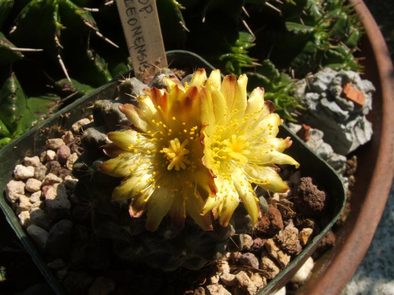 Copiapoa leonensis 