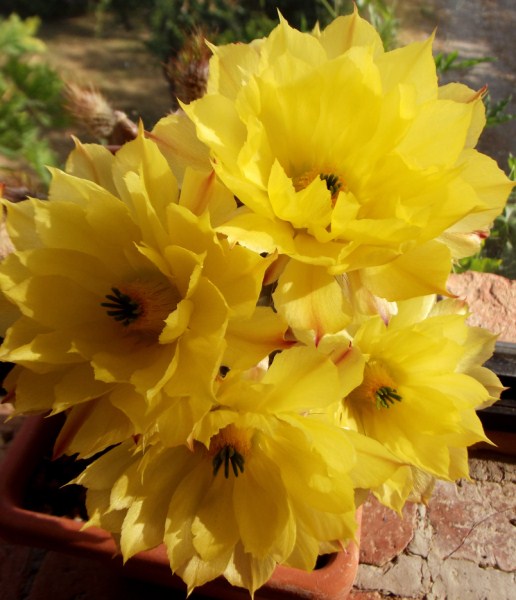 Echinocereus subinermis 