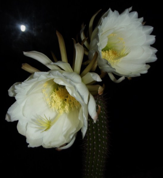 trichocereus spachianus