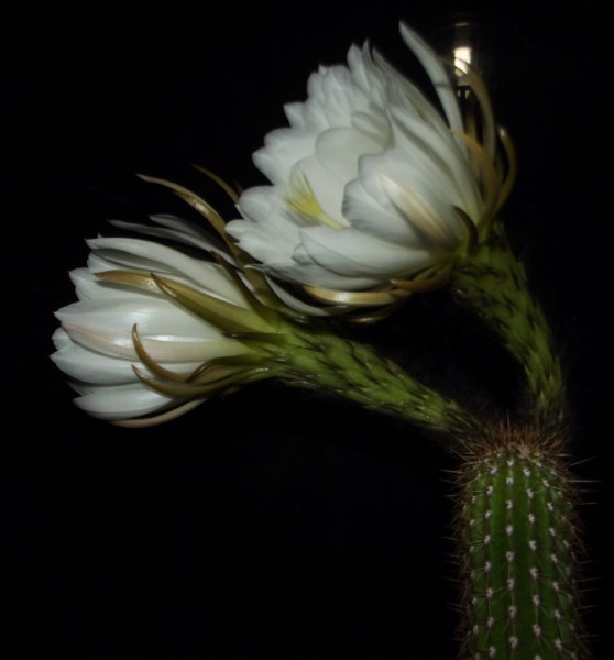 Trichocereus spachianus 