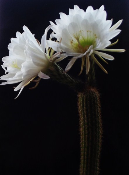 Trichocereus spachianus 