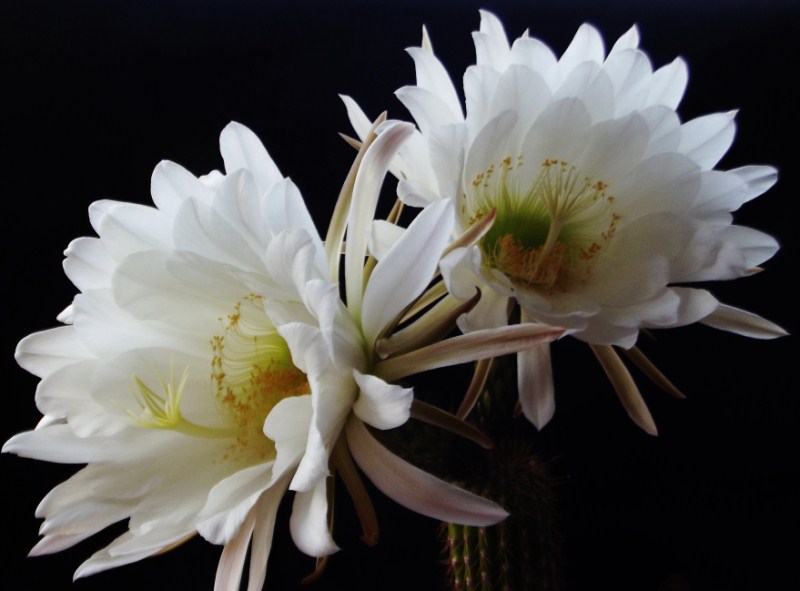 Trichocereus spachianus 