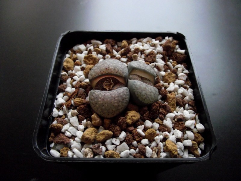 Lithops verruculosa C 157