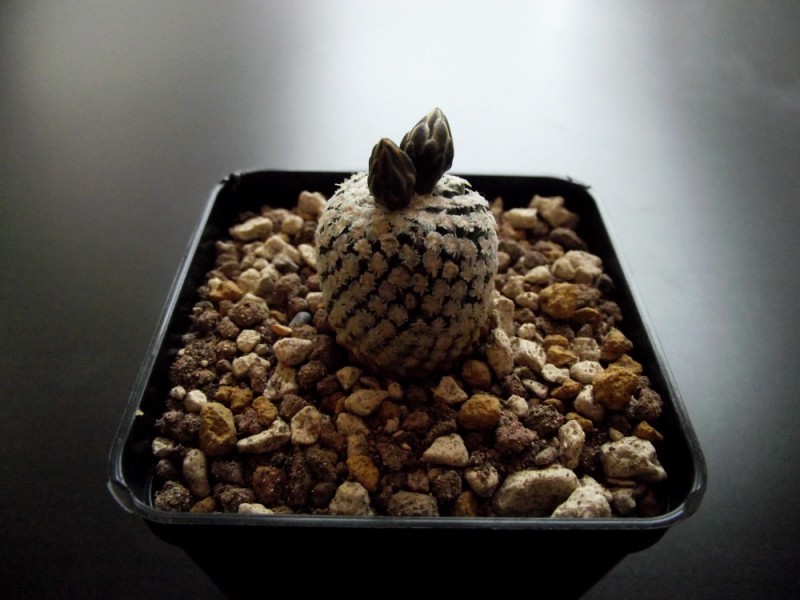 Turbinicarpus valdezianus 