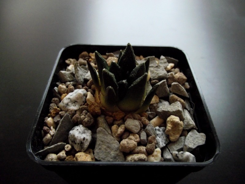 Ariocarpus fissuratus v. hintonii 