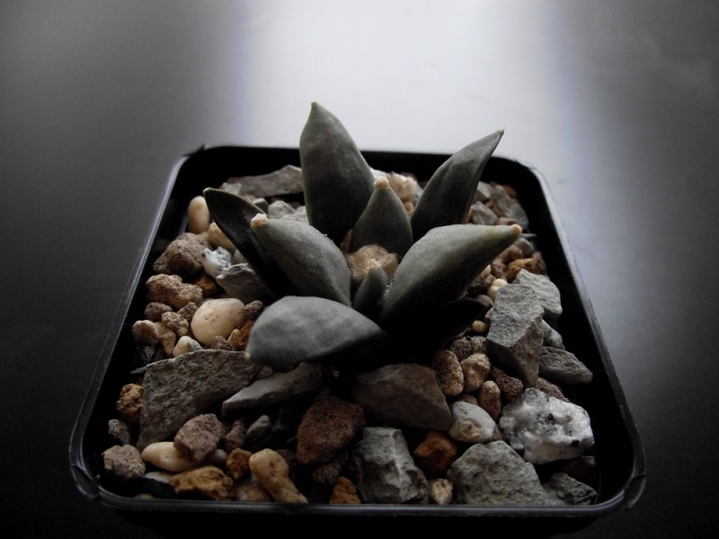 Ariocarpus retusus v. furfuraceus PAN 32