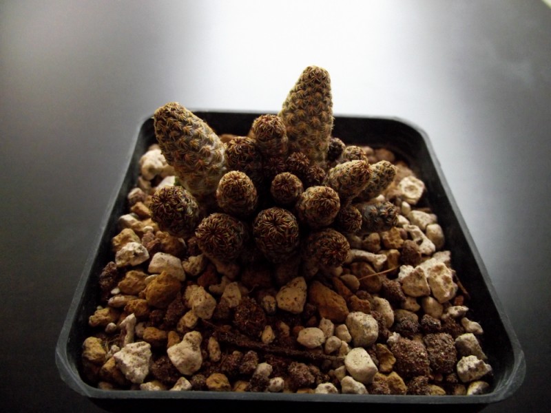 Sulcorebutia taratensis 