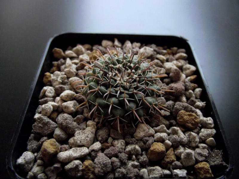 Mammillaria uncinata Z 76