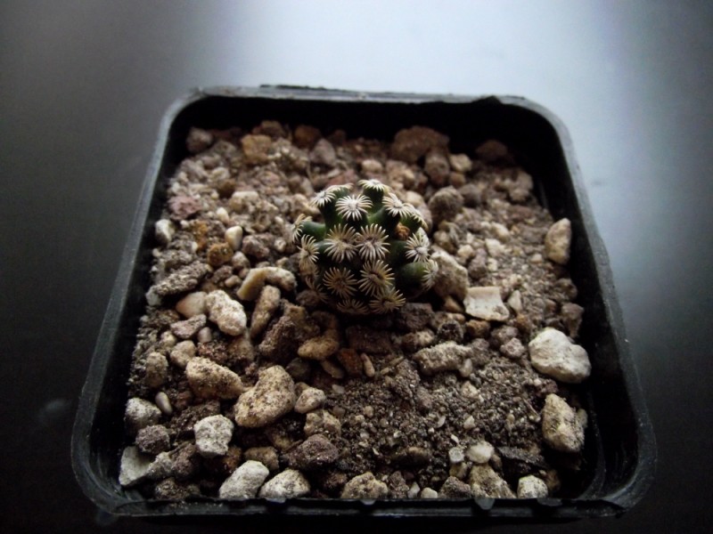 Mammillaria hernandezii 