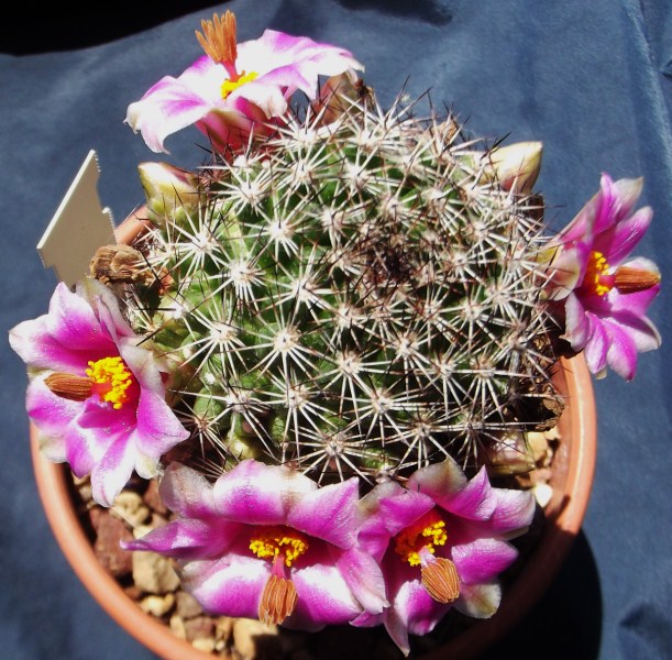 Mammillaria pseudoalamensis 