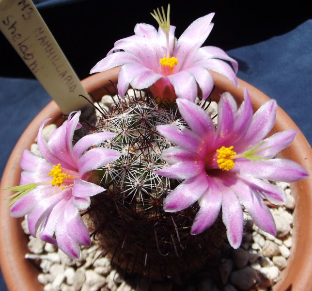 Mammillaria sheldonii 