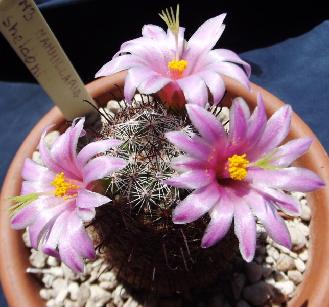 Mammillaria sheldonii 