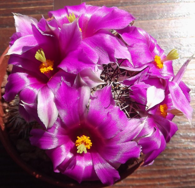Mammillaria schumannii 