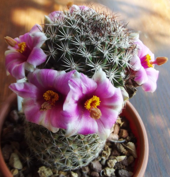 Mammillaria pseudoalamensis 