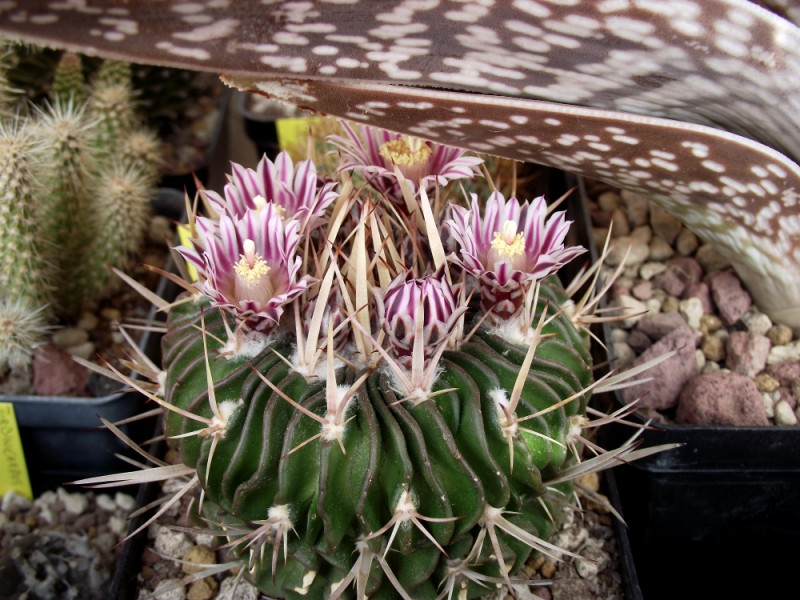 Stenocactus crispatus 