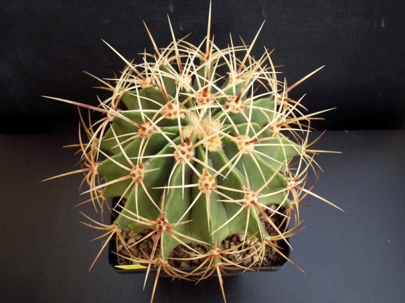 Ferocactus histrix 