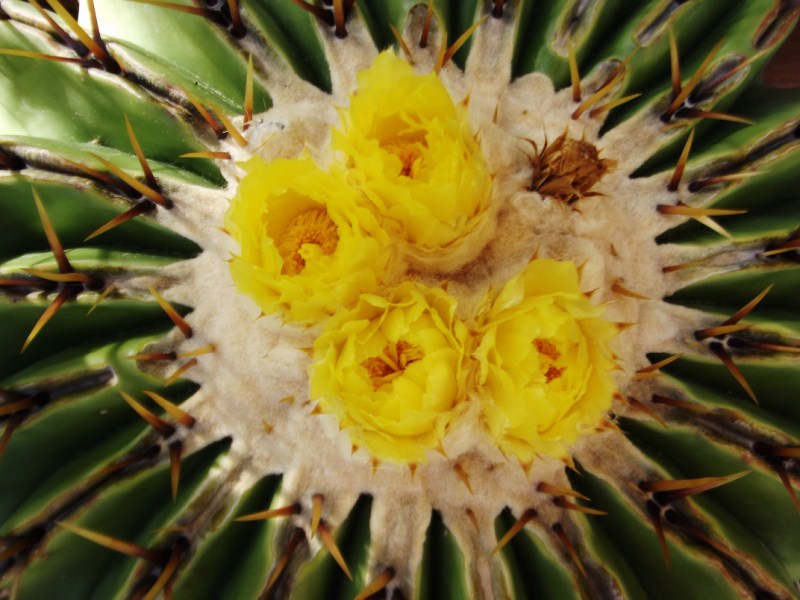 Echinocactus ingens 