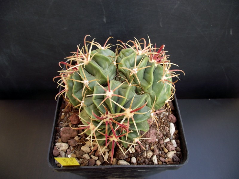 Ferocactus latispinus 