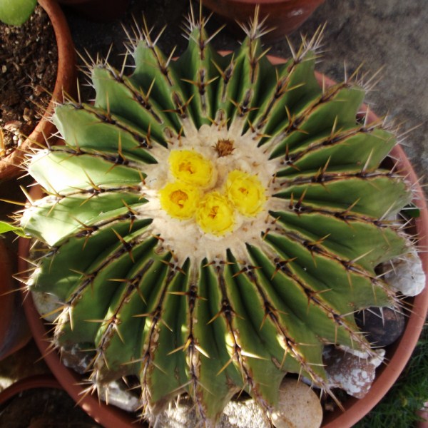 Echinocactus ingens 