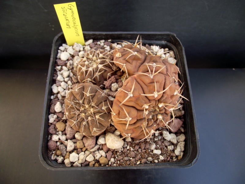 Gymnocalycium stellatum 