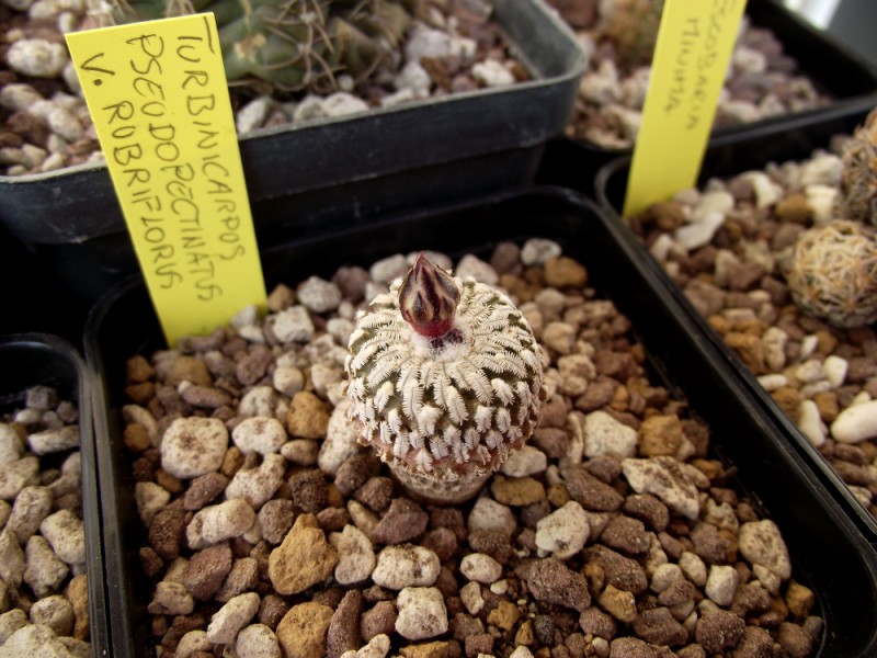 Turbinicarpus pseudopectinatus 