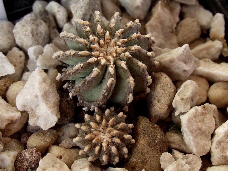 Geohintonia mexicana 