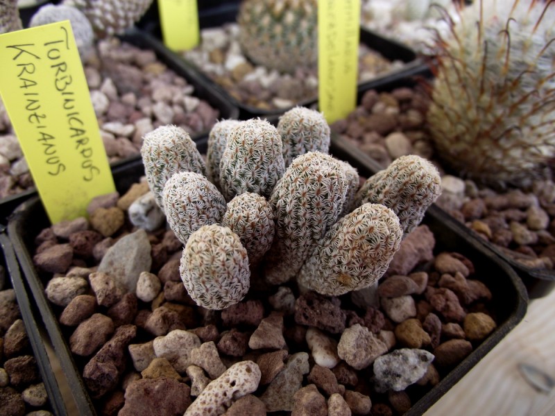 Turbinicarpus krainzianus 