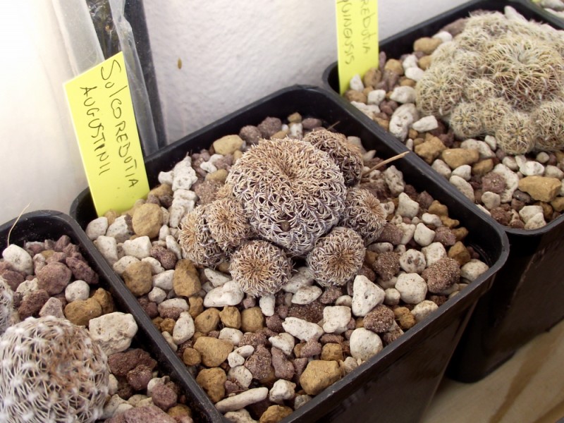 Sulcorebutia augustinii 