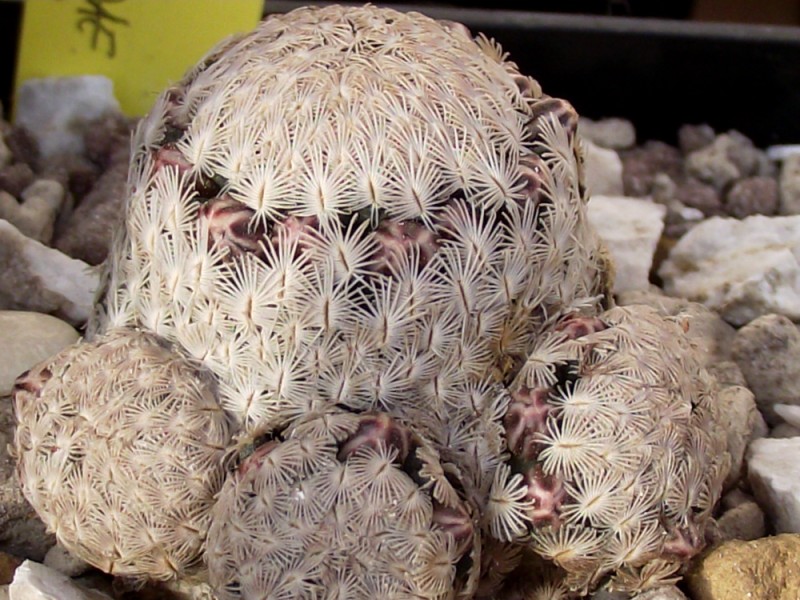 Mammillaria sanchez-mejoradae 