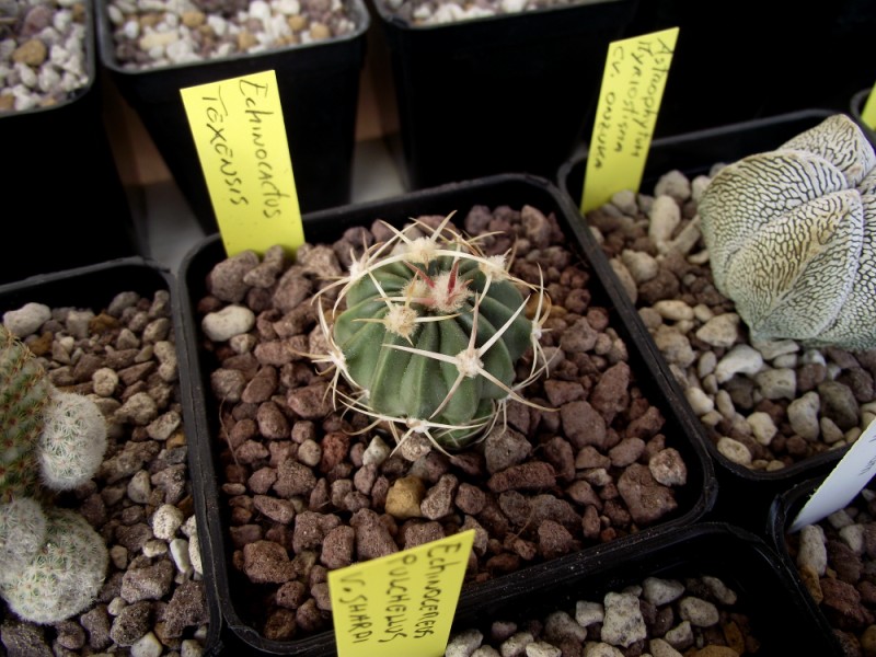 Echinocactus texensis 