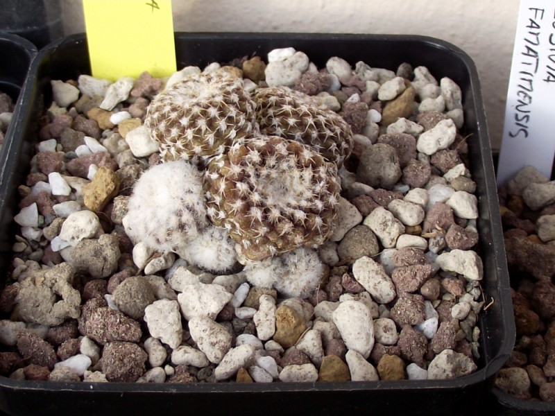 Copiapoa laui 