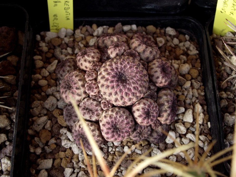 Sulcorebutia rauschii WR 289