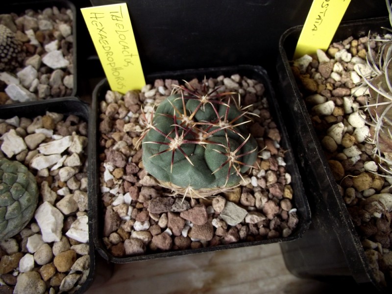 Thelocactus hexaedrophorus v. lloydii maior 