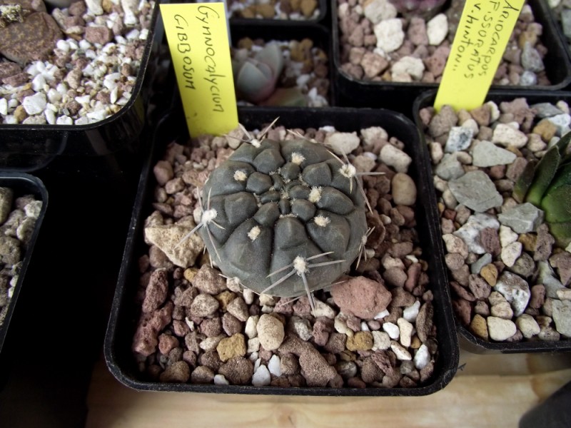 Gymnocalycium gibbosum 
